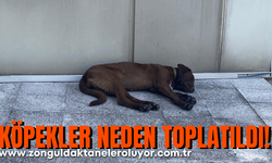 Köpekler neden toplatıldı