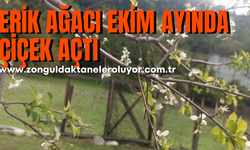 Erik ağacı ekim ayında çiçek açtı