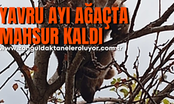 Çıktığı ağaçta mahsur kalan yavru ayı kurtarıldı