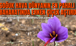 Soğuk hava dünyanın en pahalı baharatında erken çiçek açtırdı