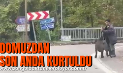 Yaşlı adam, üzerine koşan domuzdan son anda böyle kurtuldu