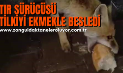 Karabük’te tır sürücüsü tilkiyi ekmekle besledi