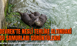 Devrek’te Nesli Tehlike Altındaki Su Samurları Görüntülendi