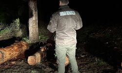 Sinop ormanları gece-gündüz koruma altında