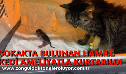 Sokakta bulunan hamile kedi ameliyatla kurtarıldı