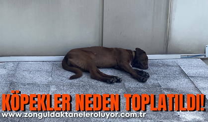 Köpekler neden toplatıldı