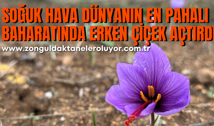 Soğuk hava dünyanın en pahalı baharatında erken çiçek açtırdı