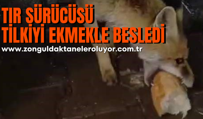 Karabük’te tır sürücüsü tilkiyi ekmekle besledi