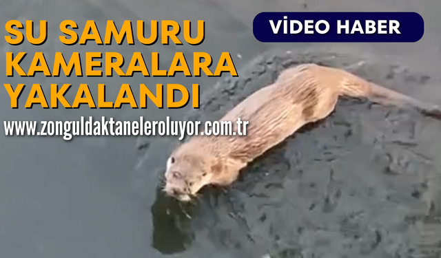Su samuru Zonguldak’ta kameralara yakalandı