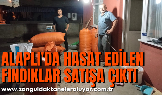 Alaplı’da hasat edilen fındıklar satışa çıktı