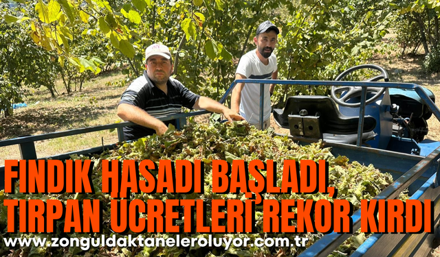Fındık hasadı başladı, tırpan ücretleri rekor kırdı