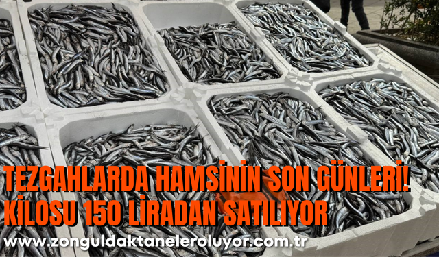 Tezgahlarda hamsinin son günleri: Kilosu 150 liradan satılıyor