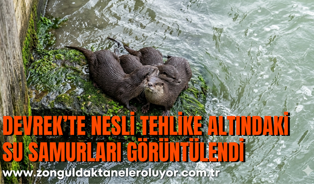 Devrek’te Nesli Tehlike Altındaki Su Samurları Görüntülendi