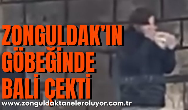 Zonguldak’ın göbeğinde bali çekti
