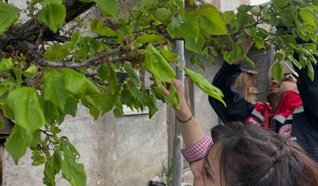 Aydıntepe'deki meyve bahçelerinde hastalık ve zararlı kontrolü yapıldı