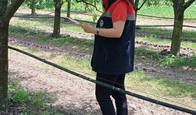 Çarşamba'da fındık üreticilerine 'kokarca' ve 'külleme' uyarısı