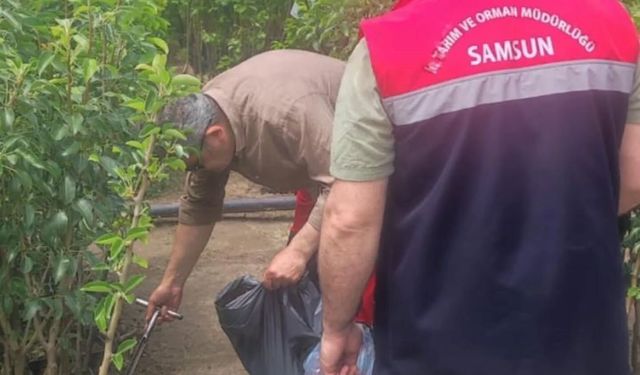 Samsun'da fidancılık işletmeleri mercek altında