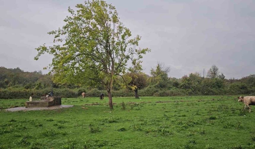 Zonguldak’ta su kuyusunda kadın cesedi bulundu