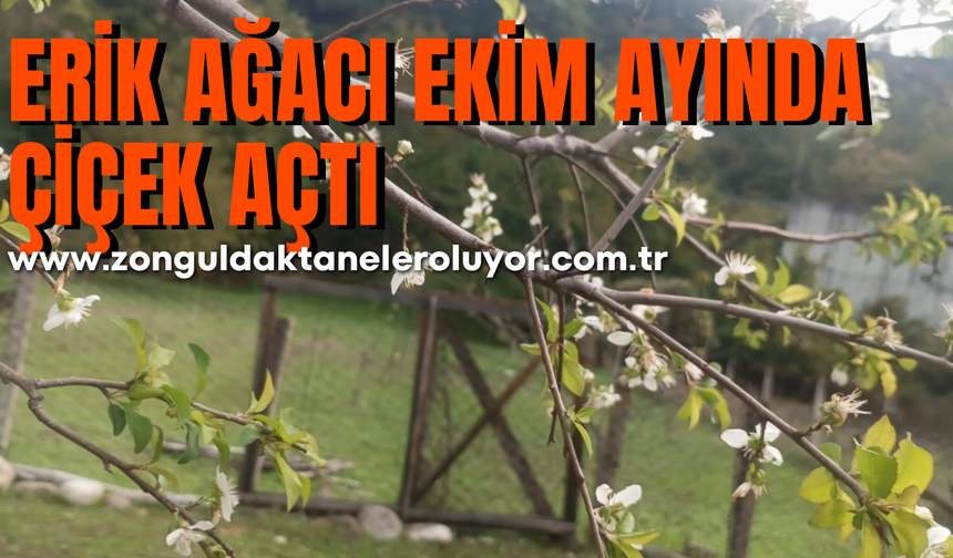 Erik ağacı ekim ayında çiçek açtı