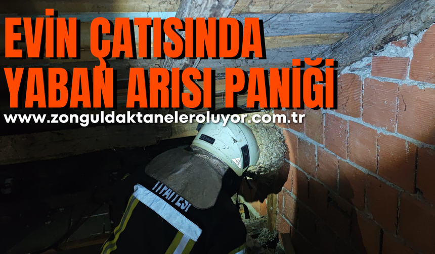 Safranbolu’da evin çatısında yaban arısı paniği