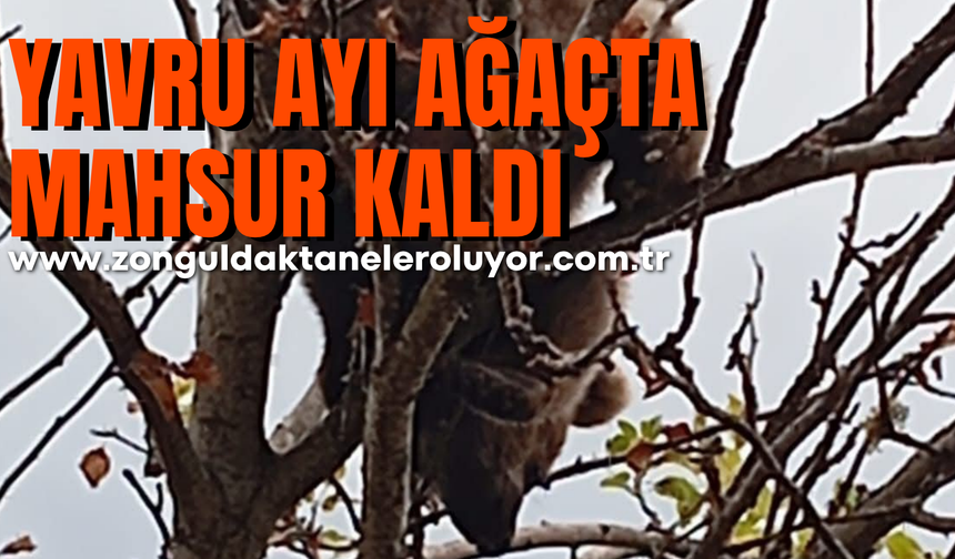 Çıktığı ağaçta mahsur kalan yavru ayı kurtarıldı