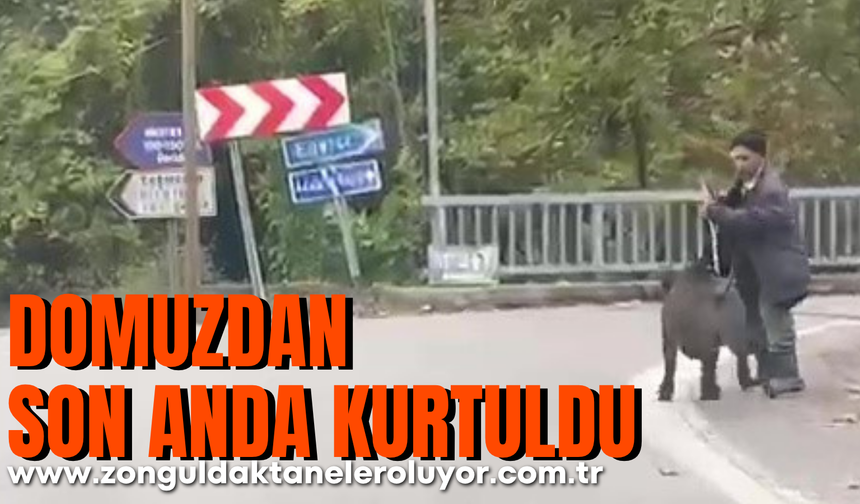Yaşlı adam, üzerine koşan domuzdan son anda böyle kurtuldu
